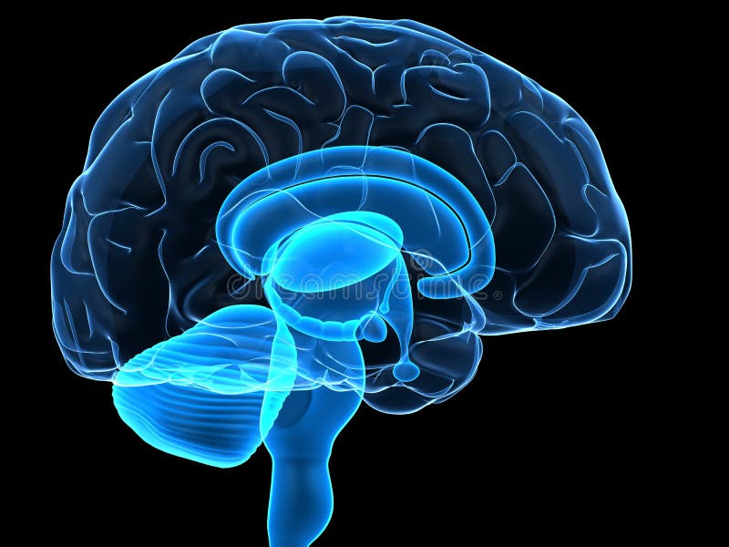Teile des menschlichen Gehirns
