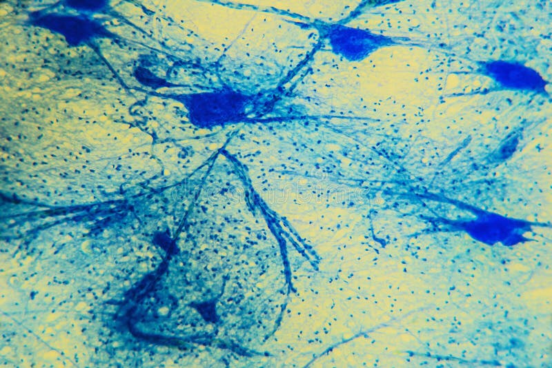 Science background- neuron tissue. Nerve fibers: motor neurous- study with a large increase in the structural and functional nerve system. Core cell body processes. Scientific- spinal cord, digestive system. Science background- neuron tissue. Nerve fibers: motor neurous- study with a large increase in the structural and functional nerve system. Core cell body processes. Scientific- spinal cord, digestive system