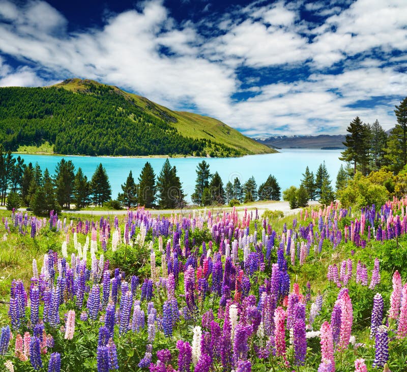 tekapo zealand озера новое стоковое изображение tekapo zealand озера новое стоковое изображение