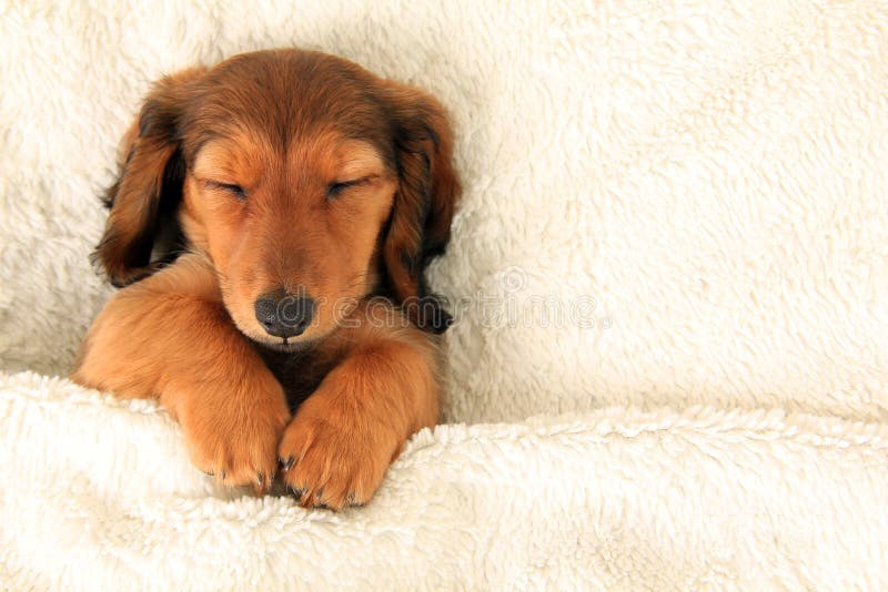 Longhair dachshund puppy asleep on a bed. Longhair dachshund puppy asleep on a bed.