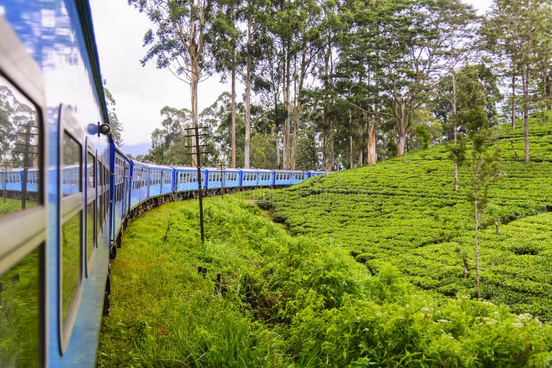 Tekoloni i det Nuwara Eliya området, Sri Lanka arkivbild Tekoloni i det Nuwara Eliya området, Sri Lanka arkivbild