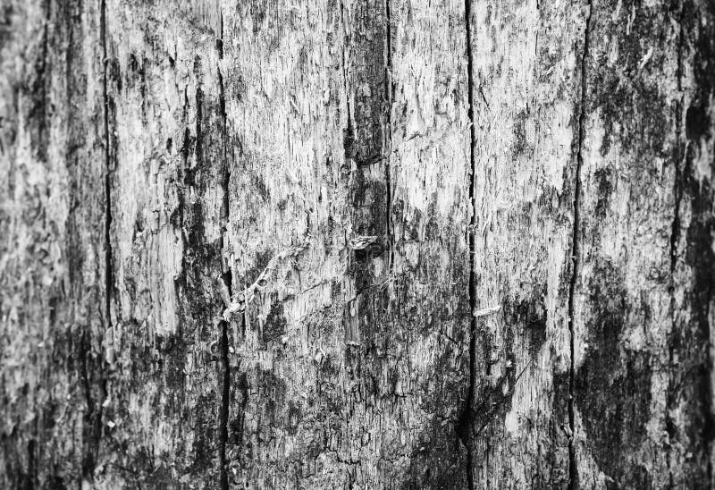 Tree bark texture. Natural wooden background with scratches. Tree bark texture. Natural wooden background with scratches.