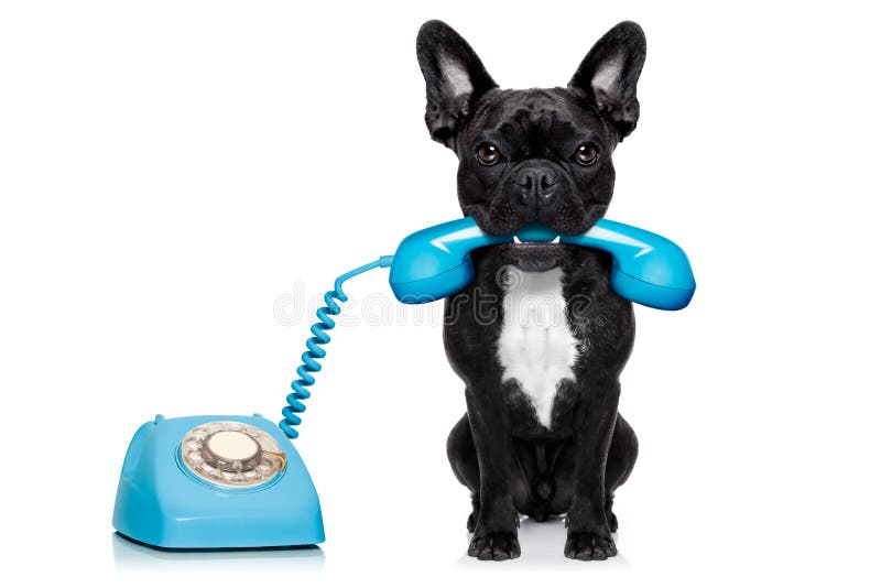 Academia Disturbio grande Teléfono del perro imagen de archivo. Imagen de ejecutivo - 35891531