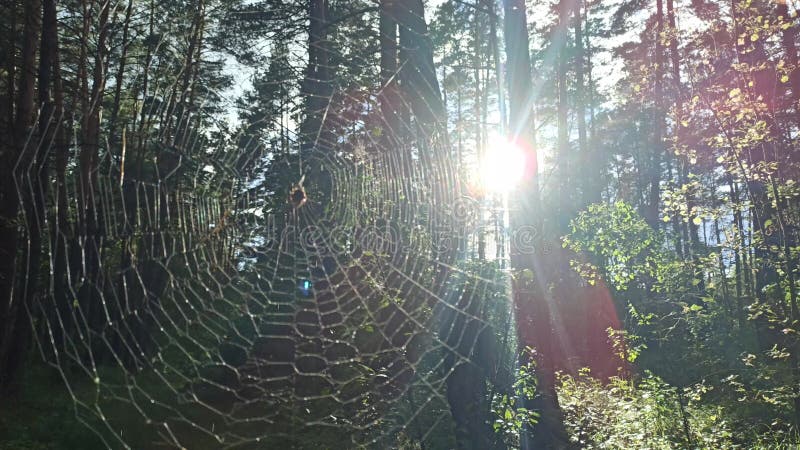 Telaraña en rayos soleados en el bosque. luces de sol en madera matutina