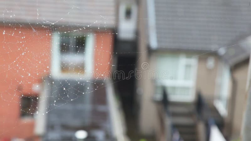 Telaraña en un tiro muy cercano en un poco ventoso metrajes