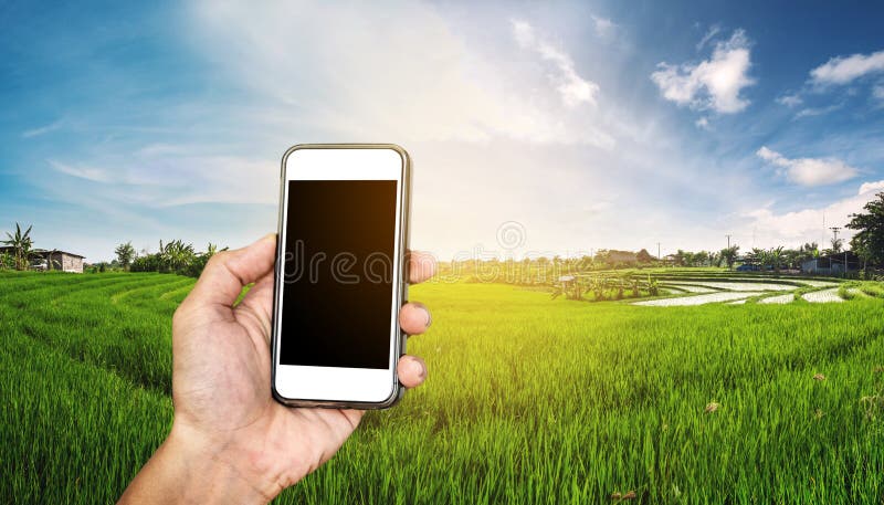 Telefone esperto à disposição com panorama do campo do arroz no por do sol, com espaço da cópia em telecomunicações da tela do te fotografia de stock royalty free Telefone esperto à disposição com panorama do campo do arroz no por do sol, com espaço da cópia em telecomunicações da tela do te fotografia de stock royalty free
