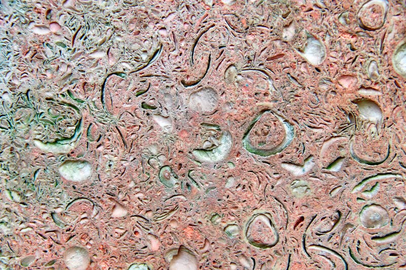 Telhas da rocha do shell do rosa do fundo Close up poroso da textura Copie o espaço