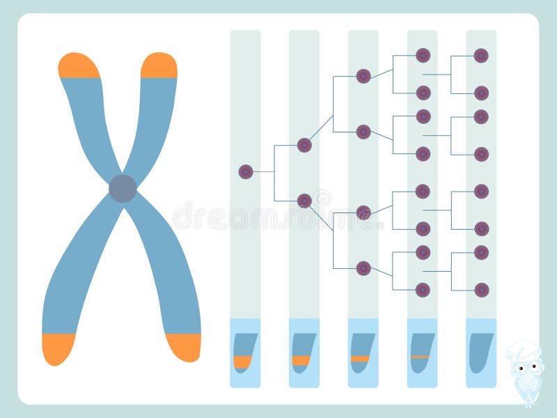 Telomere Division Cellulaire Et Chromosomes Humains Illustration De