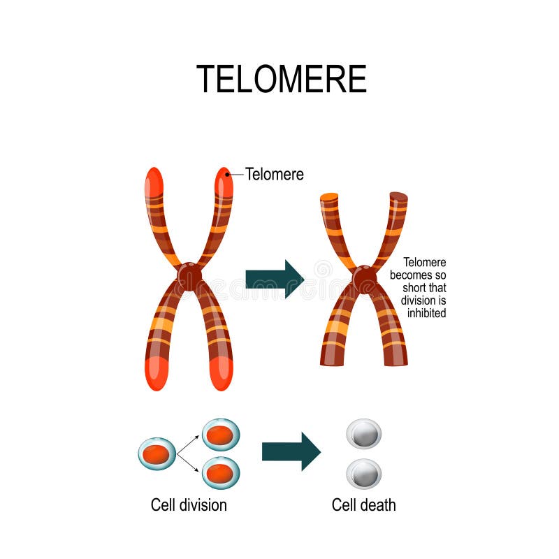 Telomere. Vector illustration for scientific, medical and educa