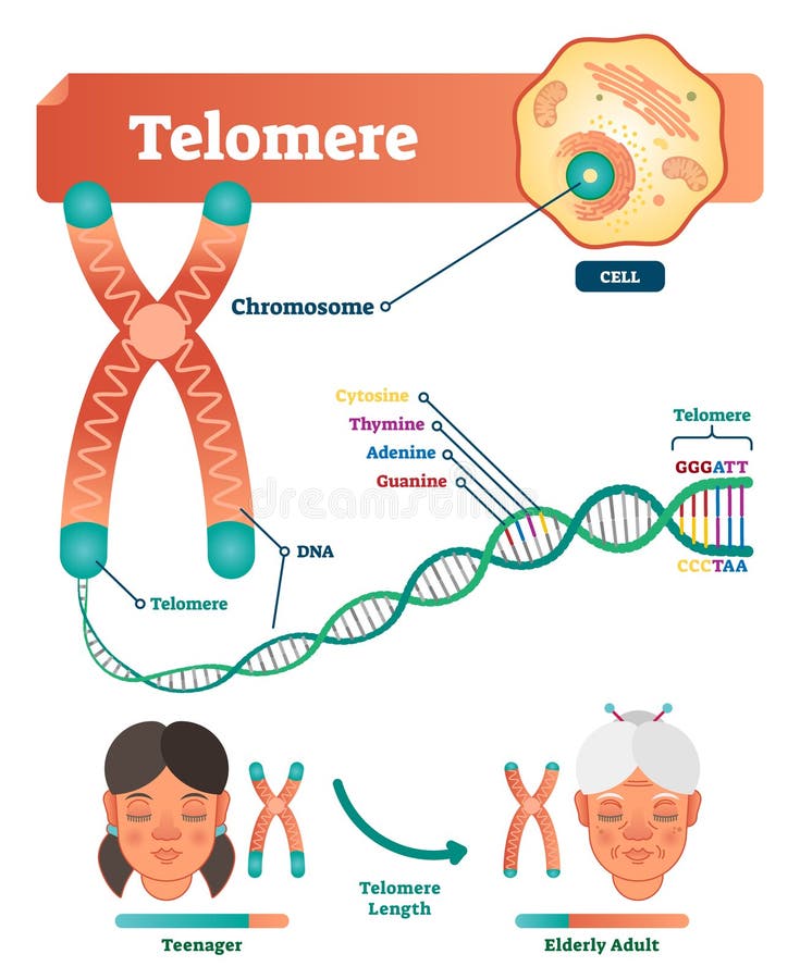 Telomere vector illustration. Educational and medical scheme with cell, chromosome and DNA. Labeled anatomical diagram.