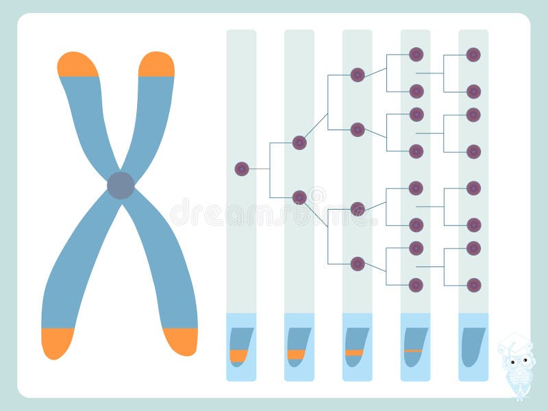 Telomere, διάγραμμα κυτταροδιαίρεσης Μείωση των telomeres μετά από το σχέδιο κυτταροδιαίρεσης ελεύθερη απεικόνιση δικαιώματος Telomere, διάγραμμα κυτταροδιαίρεσης Μείωση των telomeres μετά από το σχέδιο κυτταροδιαίρεσης ελεύθερη απεικόνιση δικαιώματος