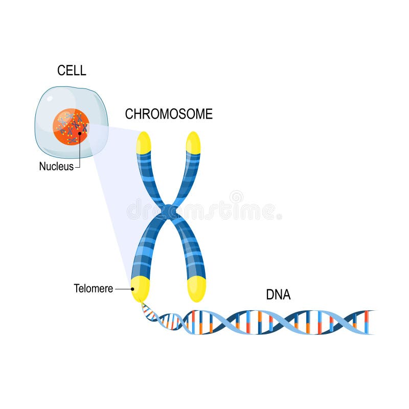 Telomeres. Cell Structure. stock vector. Illustration of eukaryotic ...