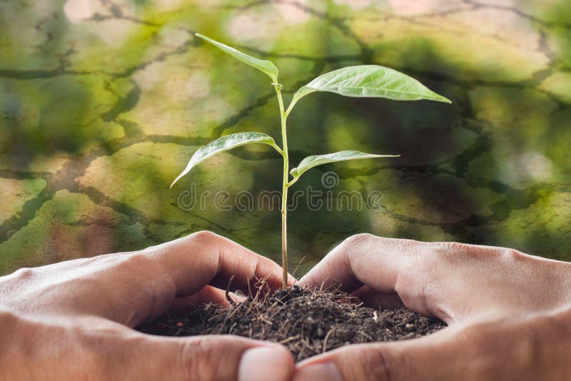 Tema di riscaldamento globale, mani che tengono e che si preoccupano una plantula fotografie stock Tema di riscaldamento globale, mani che tengono e che si preoccupano una plantula fotografie stock