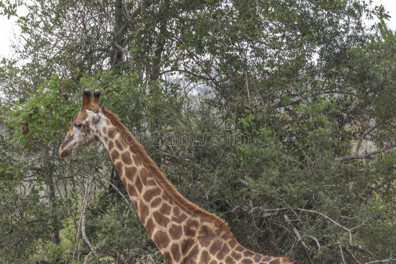 Tema di safari, giraffa africana in habitat naturale, paesaggio tropicale su fondo, savanna, Botswana fotografie stock libere da diritti Tema di safari, giraffa africana in habitat naturale, paesaggio tropicale su fondo, savanna, Botswana fotografie stock libere da diritti