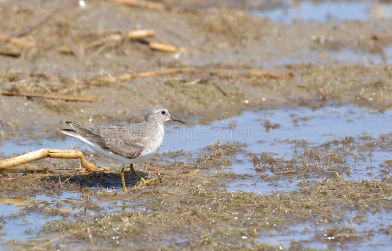 Temminck s Stint