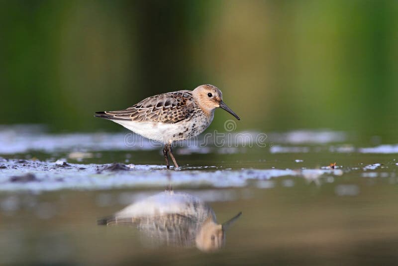 Temminck s Stint Calidris temminckii