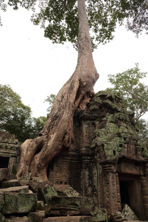 Tempel för Ta Prohm i Angkor royaltyfri bild Tempel för Ta Prohm i Angkor royaltyfri bild