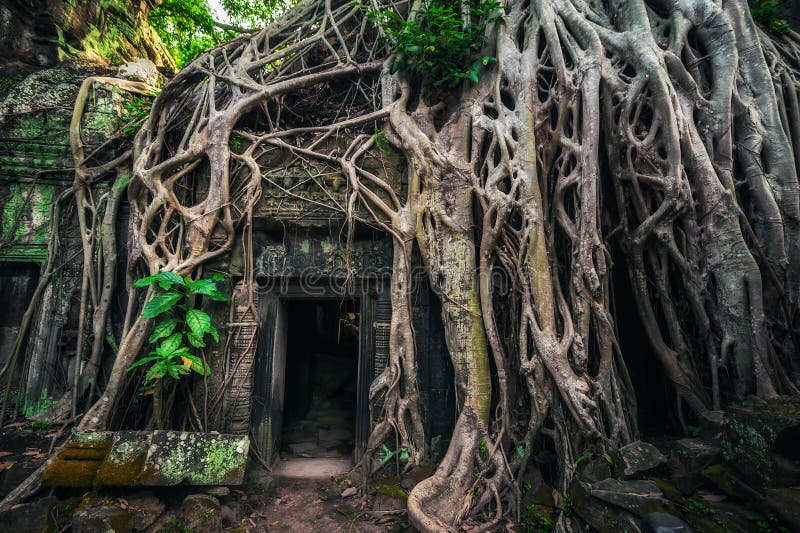 Ancient Khmer architecture. Ta Prohm temple with giant banyan tree at Angkor Wat complex, Siem Reap, Cambodia travel destinations. Ancient Khmer architecture. Ta Prohm temple with giant banyan tree at Angkor Wat complex, Siem Reap, Cambodia travel destinations