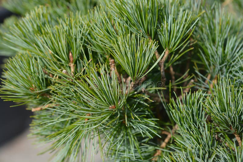 Tempelhof Japanese White Pine stock photography Tempelhof Japanese White Pine stock photography