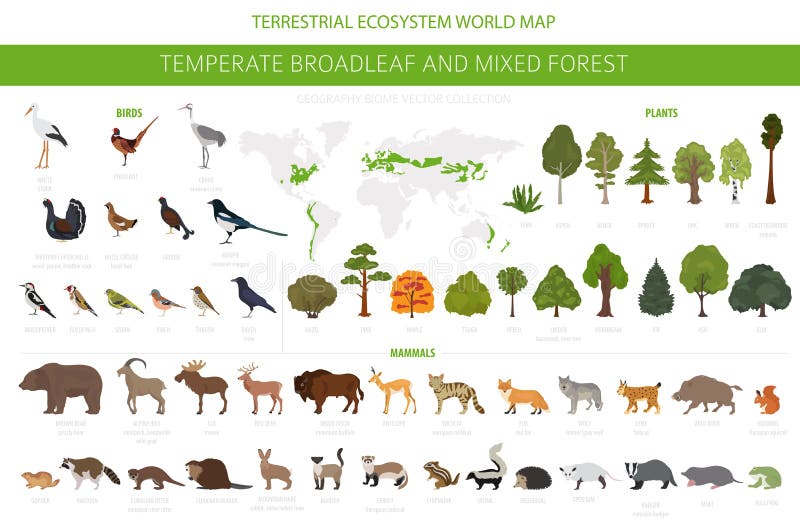 Temperate Broadleaf Forest and Mixed Forest Biome. Terrestrial Ecosystem World Map Stock Vector - Illustration of terrestrial, flat: 153222667 Temperate Broadleaf Forest and Mixed Forest Biome. Terrestrial Ecosystem World Map Stock Vector - Illustration of terrestrial, flat: 153222667