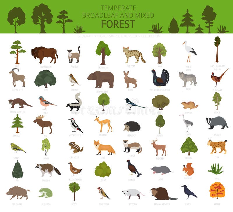 Terrestrial Animals Stock Illustrations – 422 Terrestrial Animals Stock Illustrations, Vectors & Clipart - Dreamstime Terrestrial Animals Stock Illustrations – 422 Terrestrial Animals Stock Illustrations, Vectors & Clipart - Dreamstime