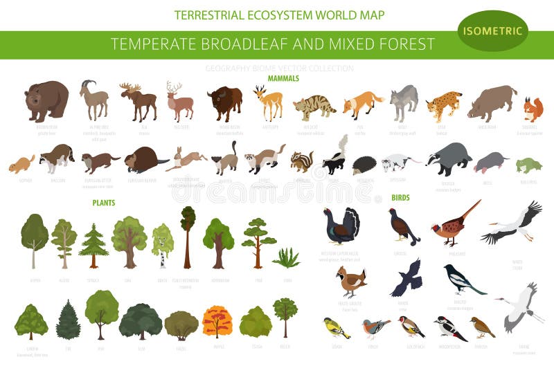 Temperate Broadleaf Forest and Mixed Forest Biome. Terrestrial Ecosystem  World Map. Animals, Birds and Plants Set Stock Vector - Illustration of  climate, goldfinch: 153222747