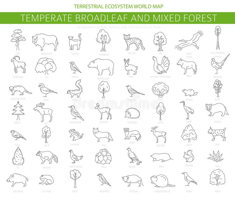 Taiga biome, boreal snow forest thin simple line design