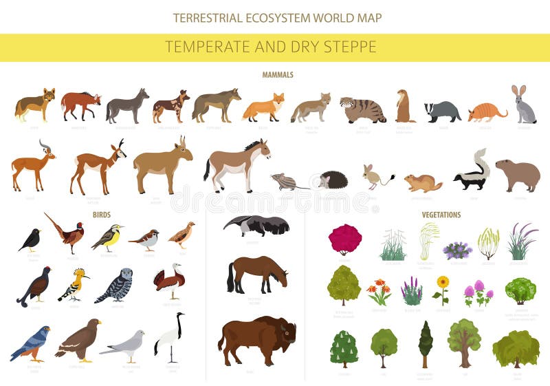 Temperate and Dry Steppe Biome, Natural Region Infographic. Prarie, Steppe, Grassland, Pampas. Terrestrial Ecosystem World Map Stock Vector - Illustration of corsac, buffalo: 177117469 Temperate and Dry Steppe Biome, Natural Region Infographic. Prarie, Steppe, Grassland, Pampas. Terrestrial Ecosystem World Map Stock Vector - Illustration of corsac, buffalo: 177117469