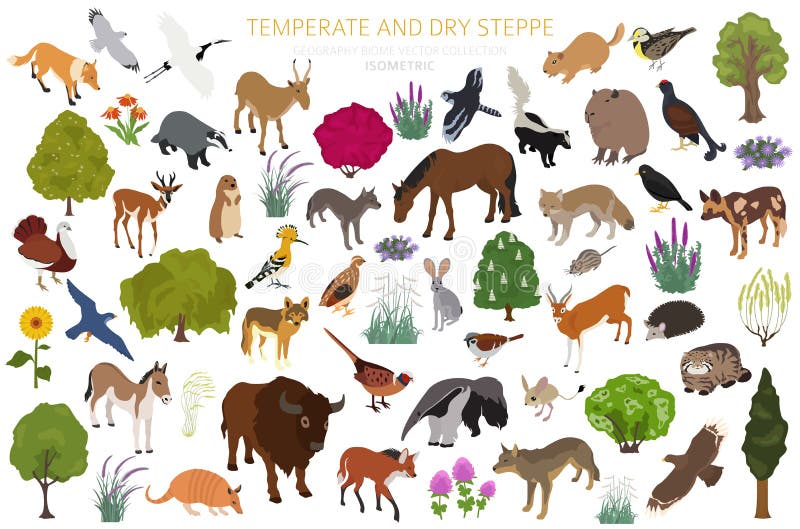 Temperate and Dry Steppe Biome, Natural Region Isometric Infographic. Prarie, Steppe, Grassland, Pampas Stock Vector - Illustration of area, biome: 177117550 Temperate and Dry Steppe Biome, Natural Region Isometric Infographic. Prarie, Steppe, Grassland, Pampas Stock Vector - Illustration of area, biome: 177117550