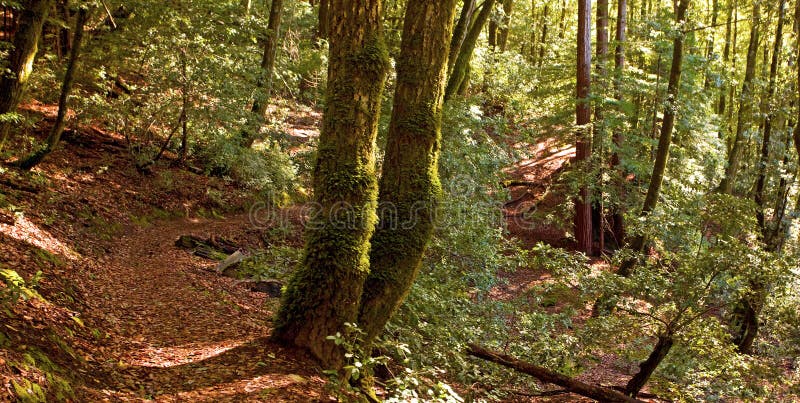 Temperate Forest Path stock photos Temperate Forest Path stock photos