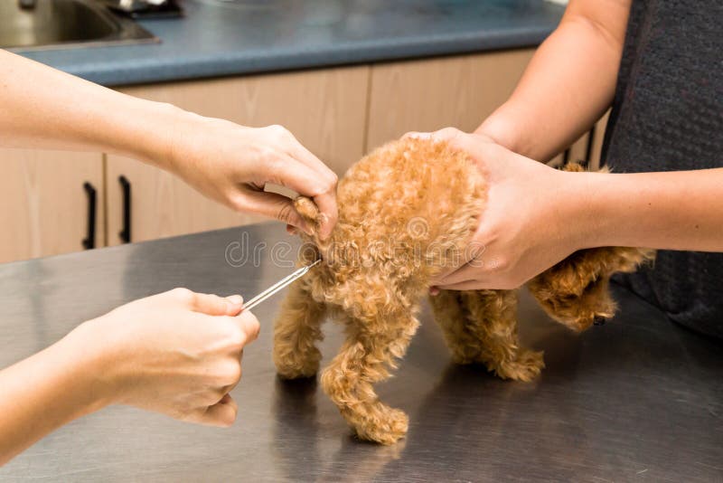 Temperatuur van een puppy die door een dierenarts bij een kliniek worden genomen