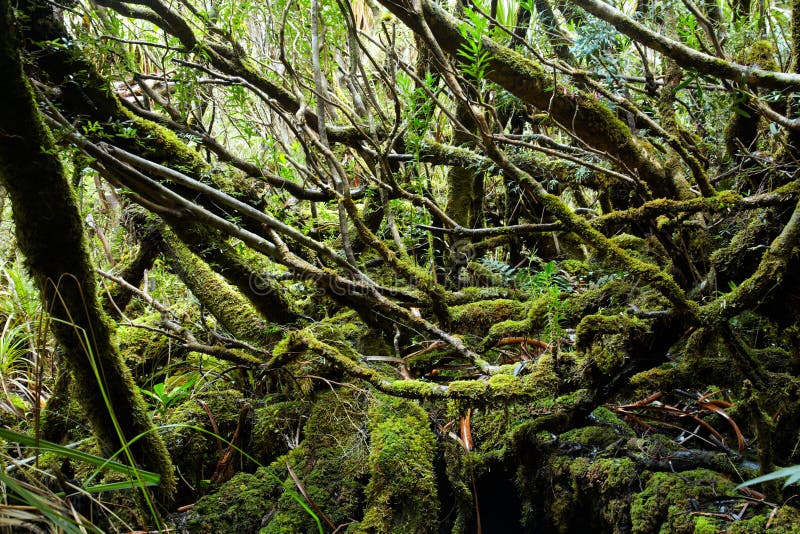 Tempered rainforest in Tasmania