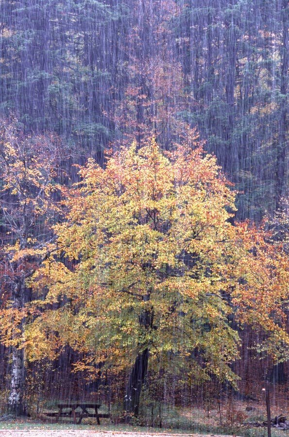 Trees during an hail storm. Trees during an hail storm