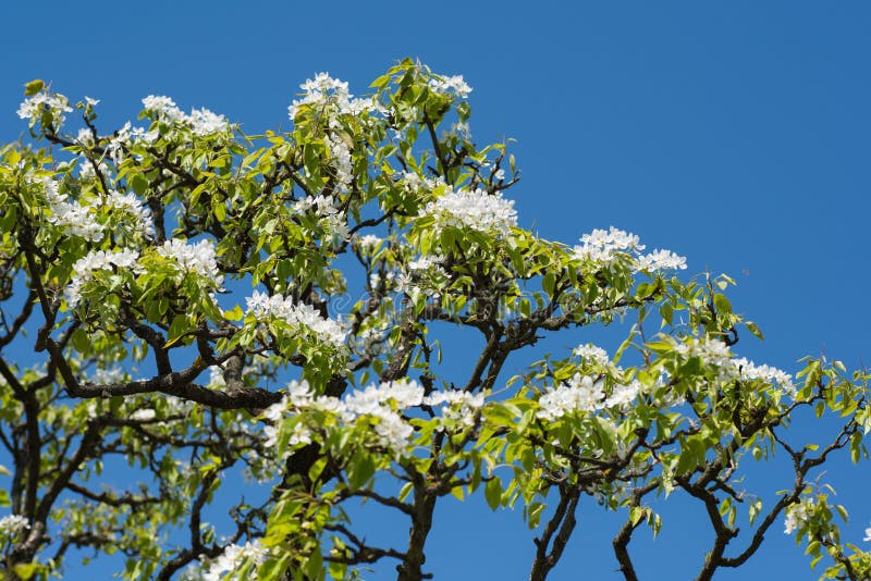 Tempi di primavera - ciliegio di fioritura fotografia stock Tempi di primavera - ciliegio di fioritura fotografia stock