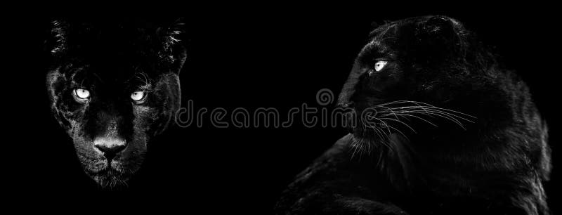 Template of Black Panther with a Black Background Stock Photo - Image of  portrait, leopard: 175609028