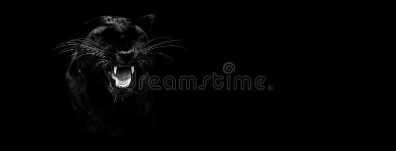 Template of a Black Panther with a Black Background Stock Photo - Image of  background, hunter: 194660176