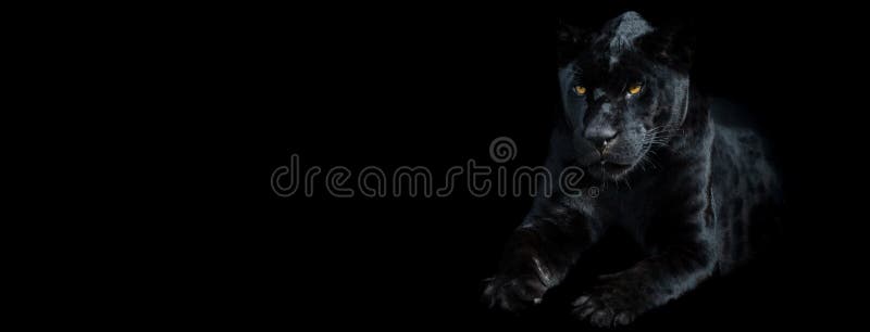 Template of a Black Panther with a Black Background Stock Image - Image of  beast, dangerous: 194660207