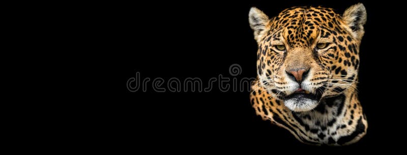 Template of Jaguar with a Black Background Stock Image - Image of mammal,  carnivore: 175591929