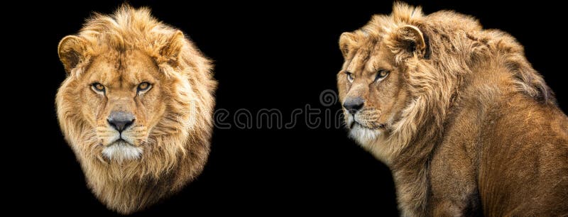 Template of Lion with a Black Background Stock Photo - Image of lion,  wildlife: 175595596