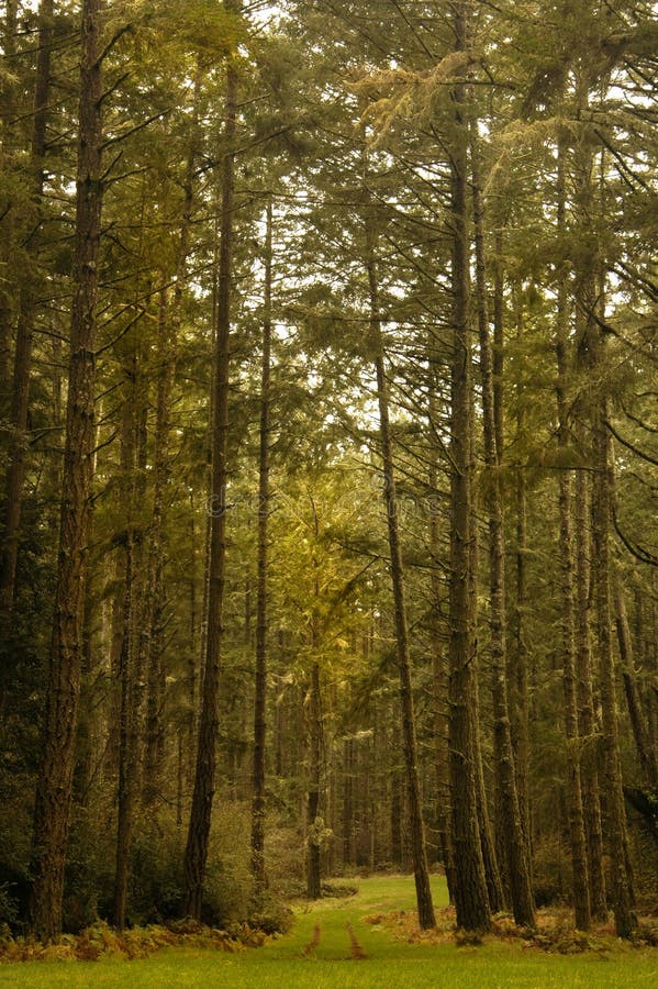 Temple Forest