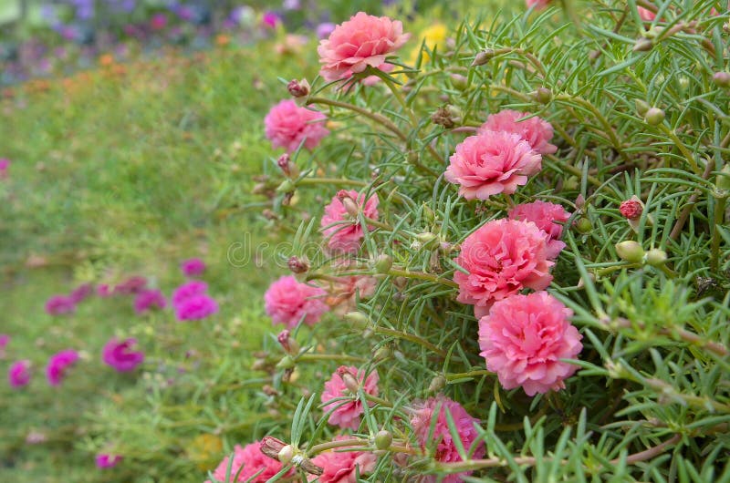 Temple in Thailand stock images
