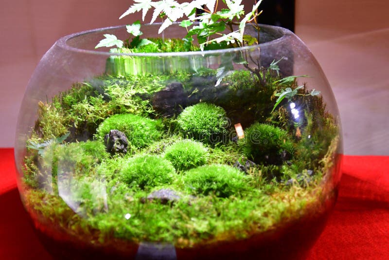 1,378 Moss Terrarium Stock Photos - Free & Royalty-Free Stock Photos from  Dreamstime