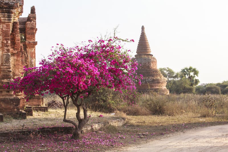 Templele din Bagan Myanmar stock photography