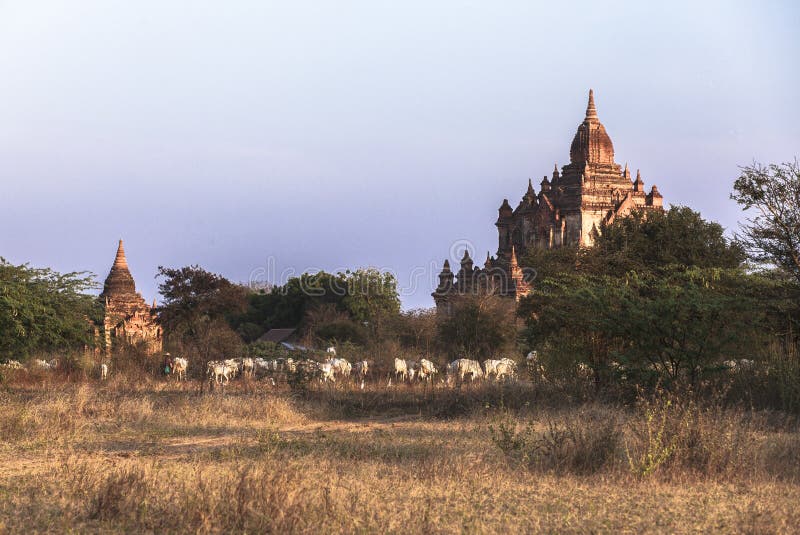 Templele din Bagan Myanmar stock images