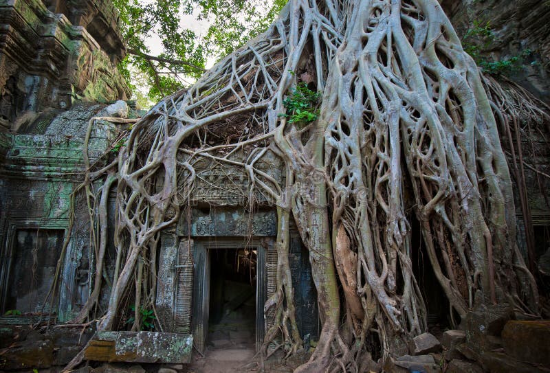 Templo de Ta Prohm, Angkor, Cambodia imagem de stock royalty free Templo de Ta Prohm, Angkor, Cambodia imagem de stock royalty free