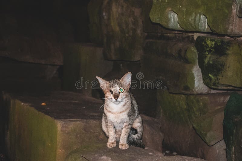 Templos de una del ojo del parásito ruina abandonados espeluznantes del gato Angkor Wat Cambodia foto de archivo libre de regalías Templos de una del ojo del parásito ruina abandonados espeluznantes del gato Angkor Wat Cambodia foto de archivo libre de regalías