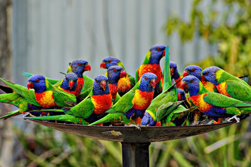 Lorikeets are very sociable birds. They enjoy each others company and love to be with humans. They fly in large groups. The rainbow lorikeet is a medium-sized parrot, with the length ranging from 25 to 30 cm 10 to 12 in, including the tail. The weight varies from 75 to 157 g 2.6–5.5 oz. The plumage of the nominate race, as with all subspecies, is very bright. The head is deep blue with a greenish-yellow nuchal collar, and the rest of the upper parts wings, back and tail are deep green. The chest is red with blue-black barring. The belly is deep green, and the thighs and rump are yellow with deep green barring. In flight a yellow wing-bar contrasts clearly with the red underwing coverts. Lorikeets are very sociable birds. They enjoy each others company and love to be with humans. They fly in large groups. The rainbow lorikeet is a medium-sized parrot, with the length ranging from 25 to 30 cm 10 to 12 in, including the tail. The weight varies from 75 to 157 g 2.6–5.5 oz. The plumage of the nominate race, as with all subspecies, is very bright. The head is deep blue with a greenish-yellow nuchal collar, and the rest of the upper parts wings, back and tail are deep green. The chest is red with blue-black barring. The belly is deep green, and the thighs and rump are yellow with deep green barring. In flight a yellow wing-bar contrasts clearly with the red underwing coverts.