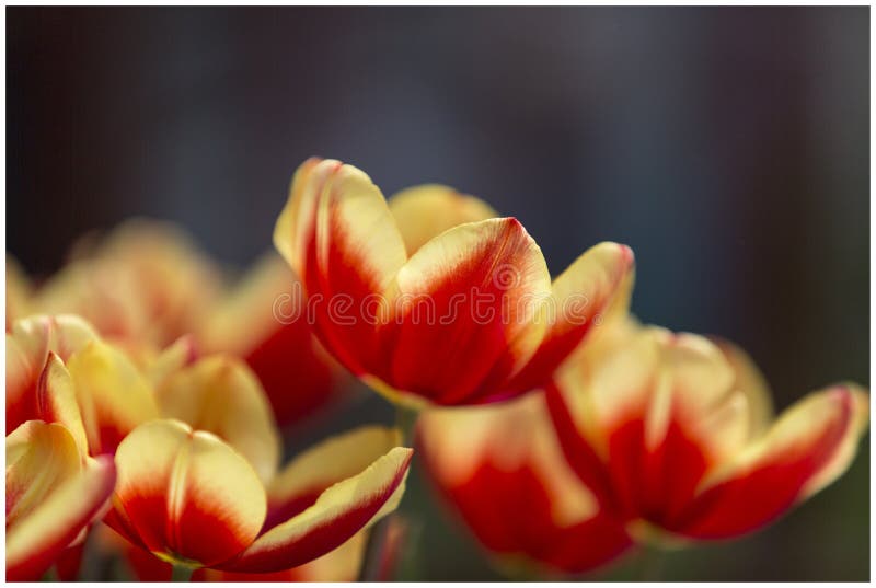 Tempo de mola - tulipas imagens de stock Tempo de mola - tulipas imagens de stock