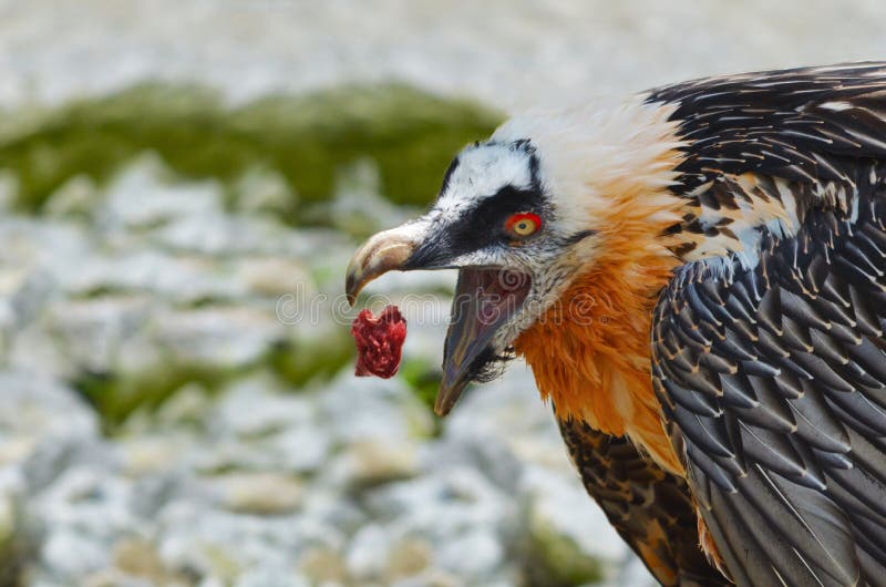 tempo di mangiare! tempo di mangiare!