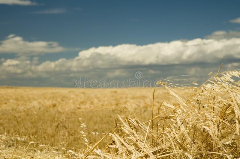 Freshly cut ripe golden wheat or barley. Freshly cut ripe golden wheat or barley.